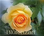 Blütenzart - Blütenzart