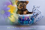 Glückwünsche - Glückwunschkarten